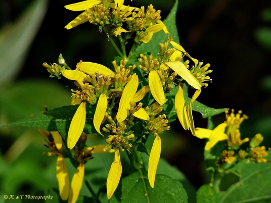 {Verbesina occidentalis}